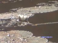 Дешки влітку на р. Рось