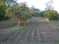 Ностальгія