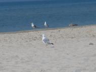 ЛАЗУРНОЕ МОРЕ ЛАЗУРНОГО