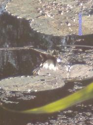 Дешки влітку на р. Рось