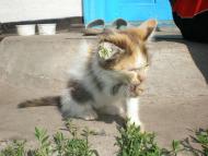 Ностальгія