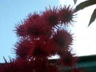 ностальгія