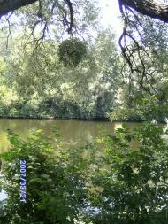 Дешки влітку на р. Рось