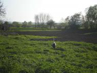 Ностальгія