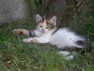 Ностальгія