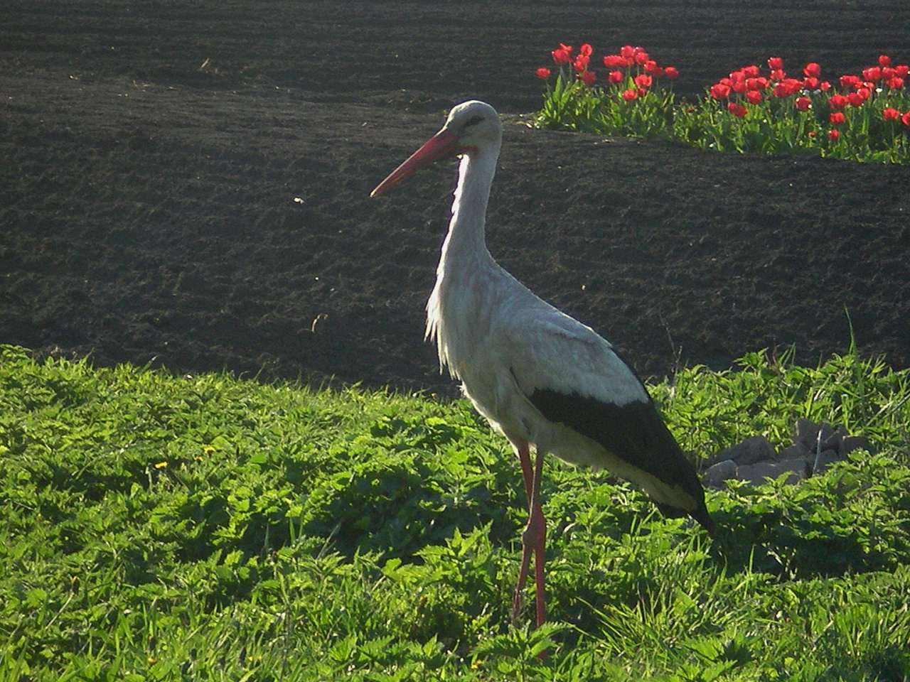 Ностальгія - Жорнокльови