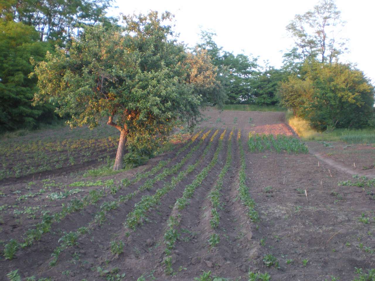 Ностальгія - Жорнокльови