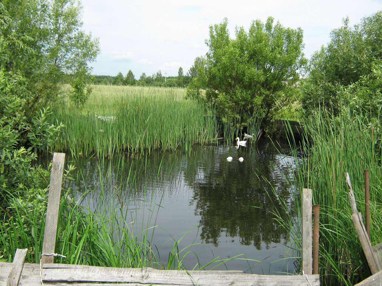 Ягодинка - Ягодинка