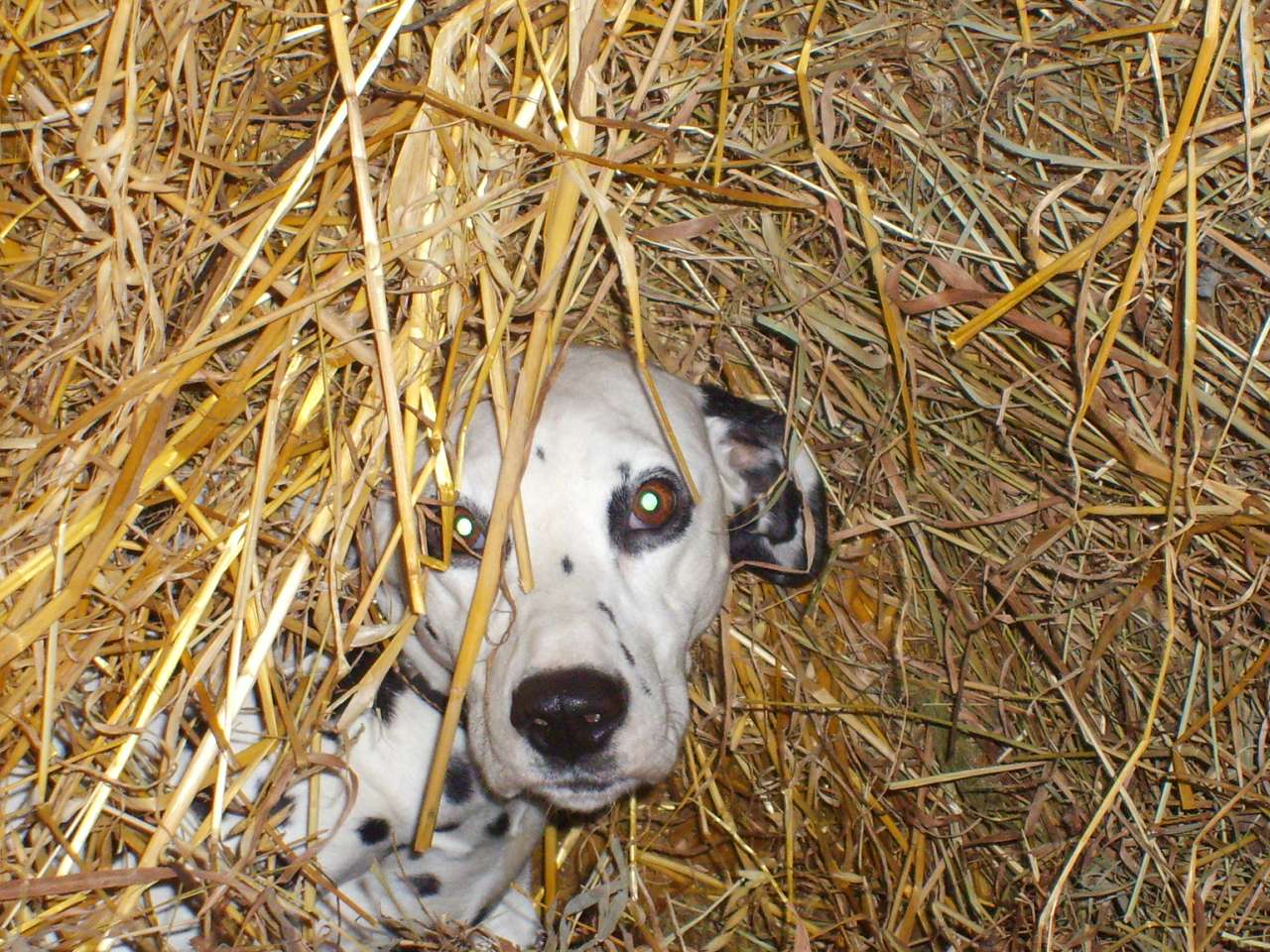 зоосвіт - Братківці