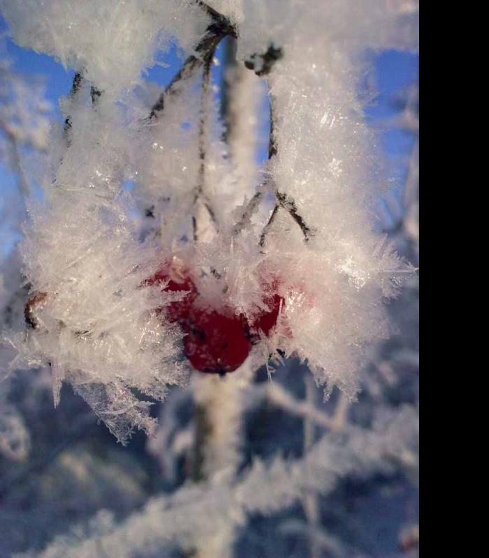 _Зимова казка - Иваница