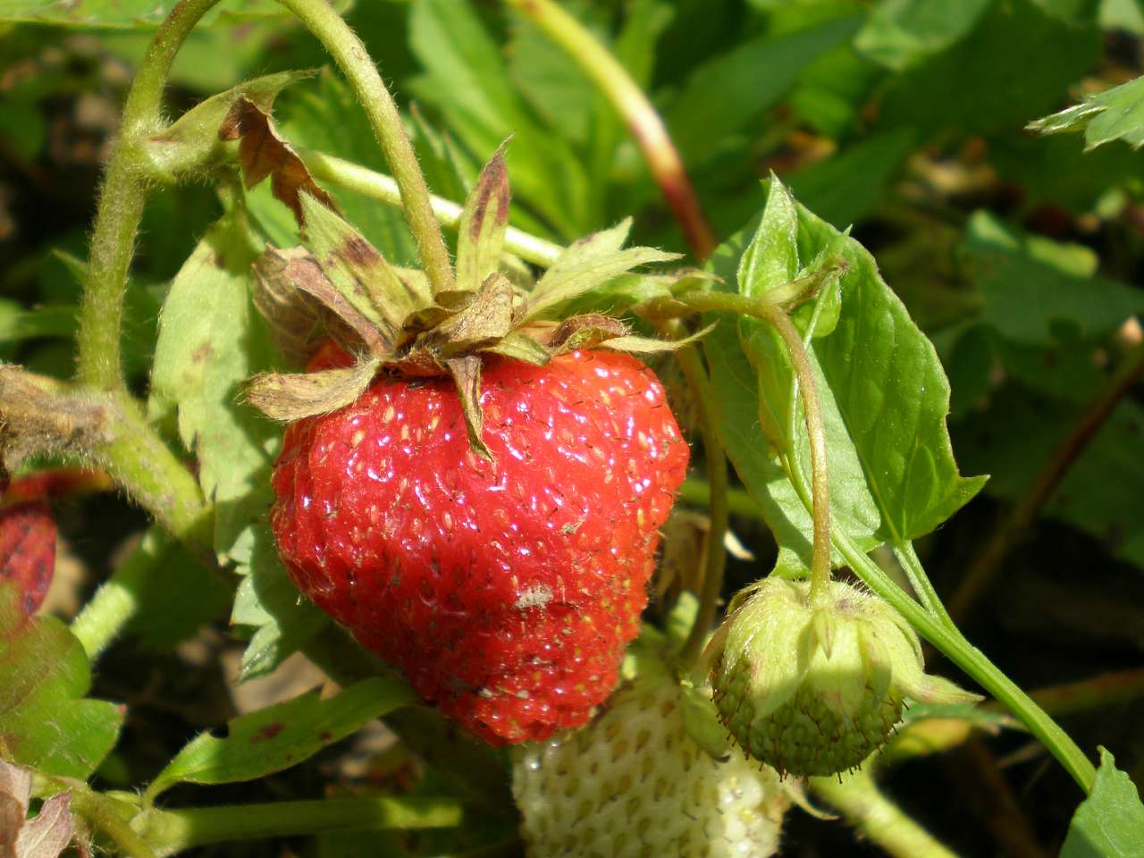 Урожай - Жорнокльови