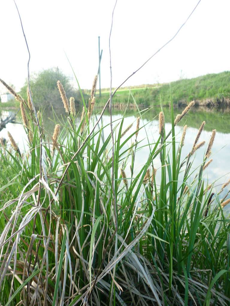 природа Рокитне... - Ракитно