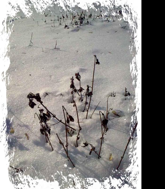 _Зимова казка - Иваница