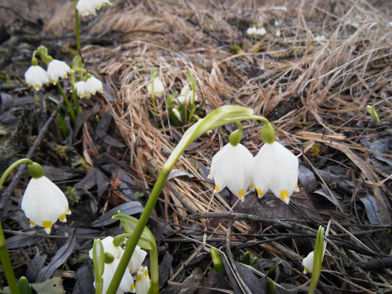 краєвиди - Подполозье