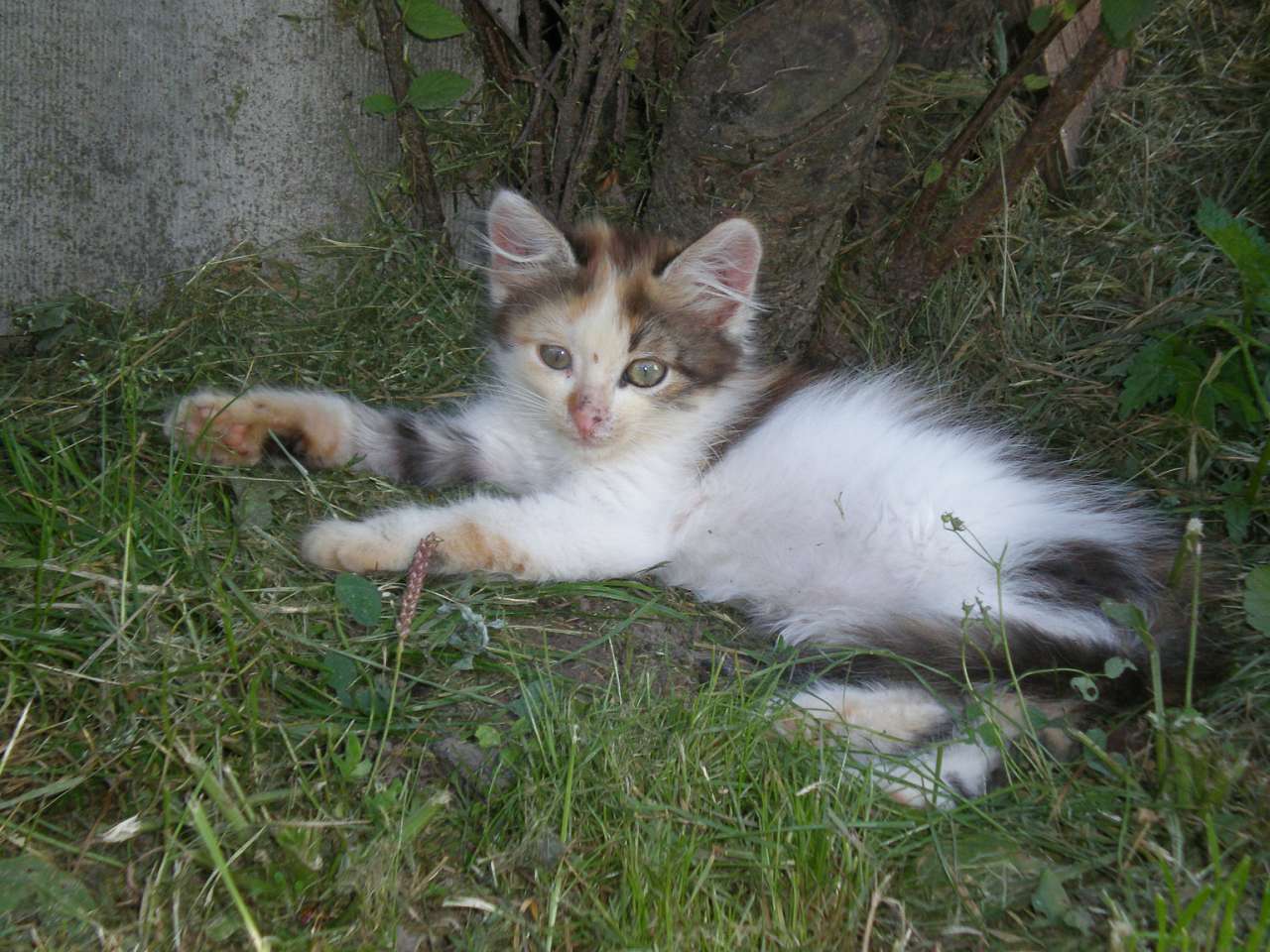 Ностальгія - Жорнокльови