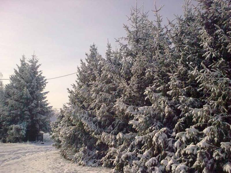 _Зимова казка - Иваница