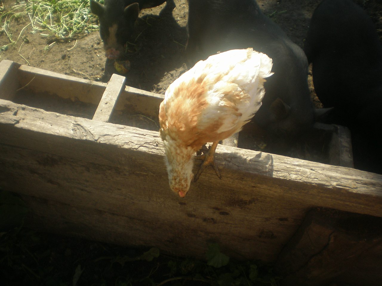 кокое - Кулига