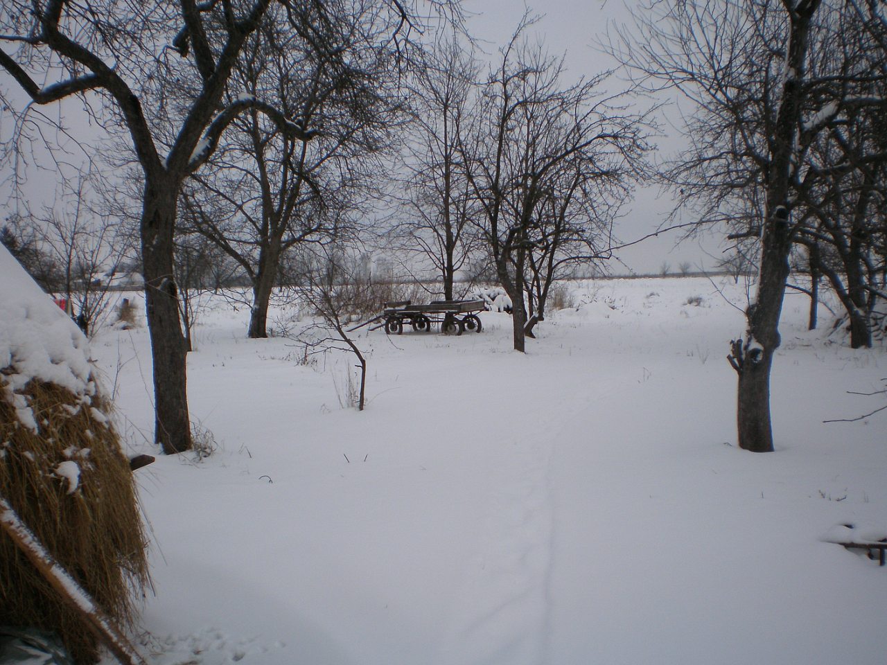 кокое - Кулига