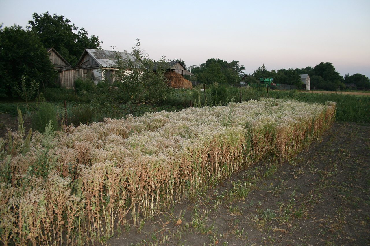 Воробьевка (Ляхово-2008) - Вороб'ївка