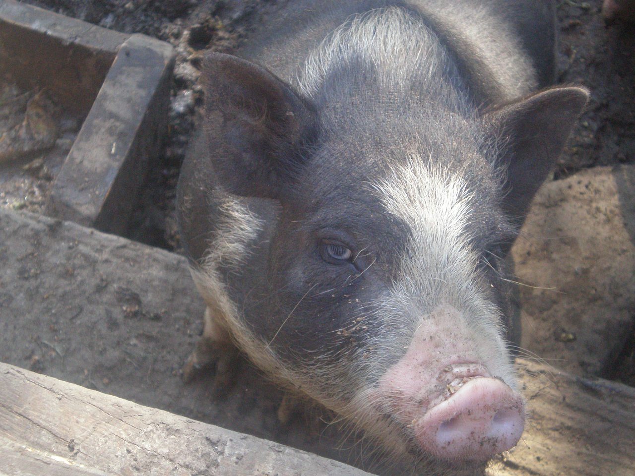 кокое - Кулига