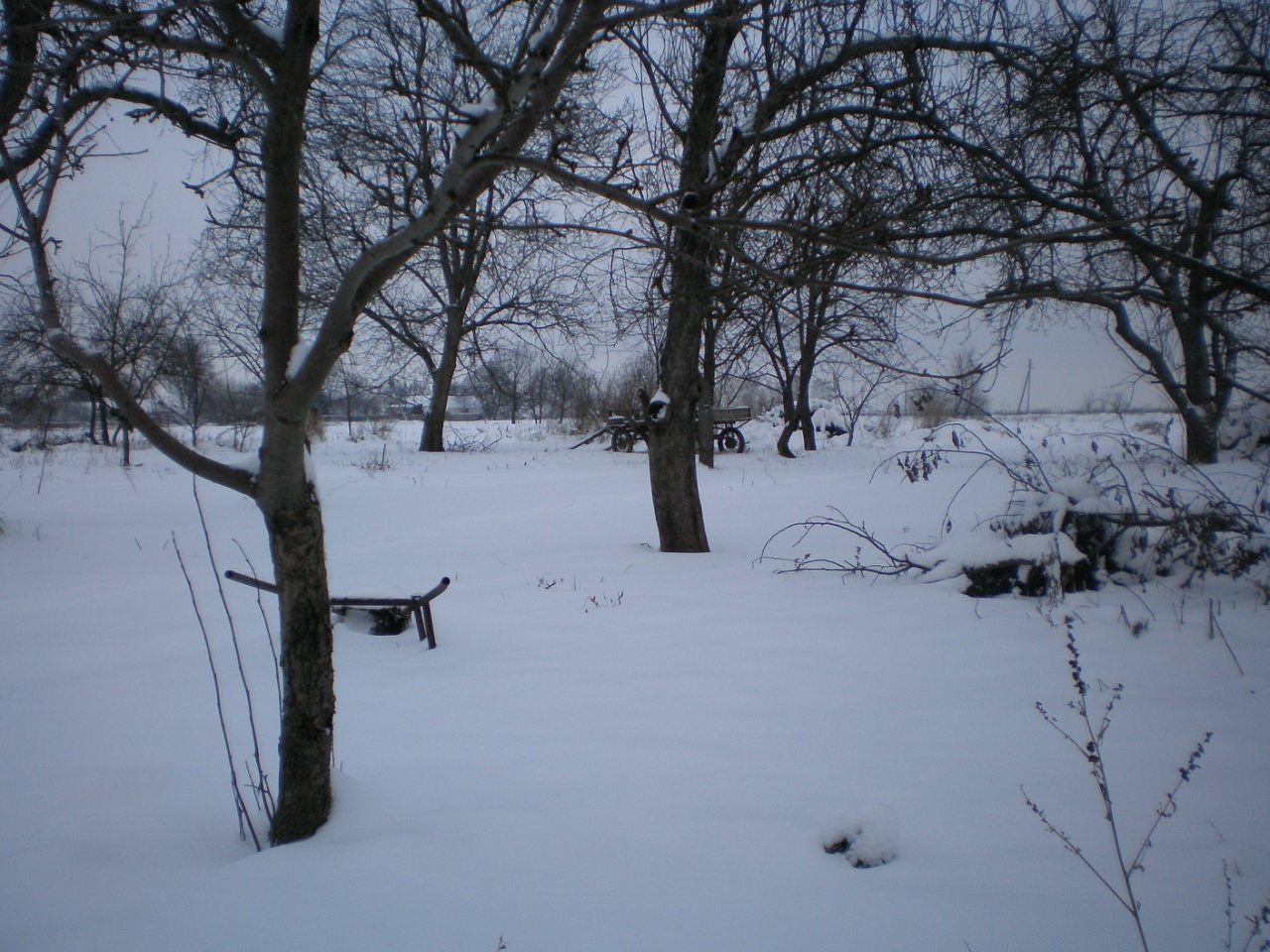 кокое - Кулига