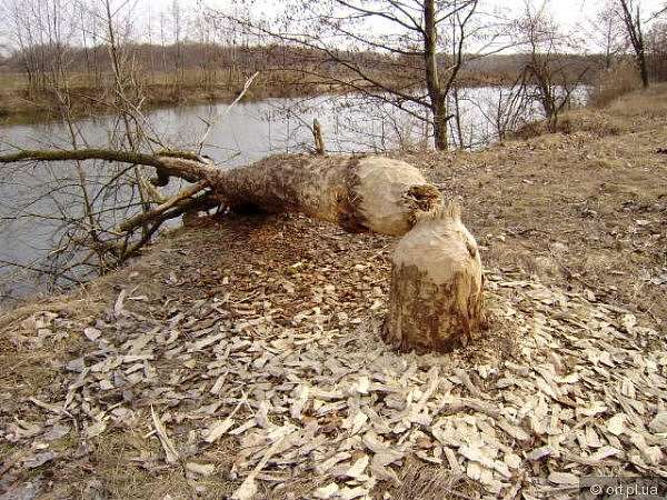 Рідний край - Дзюбовщина