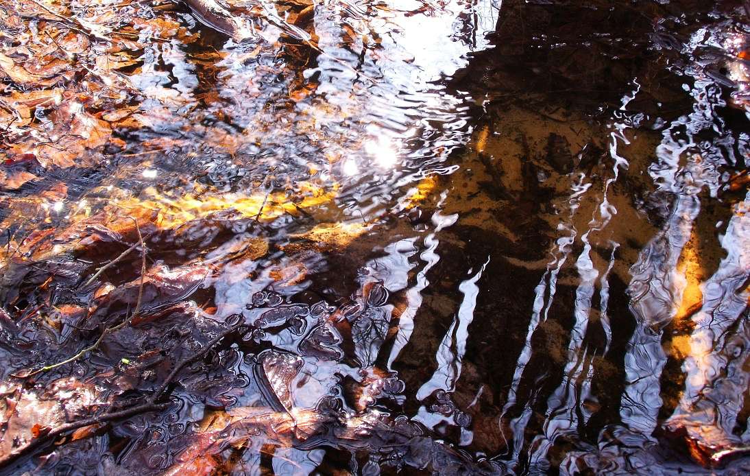 Мохначка - місяць березень - Мохначка