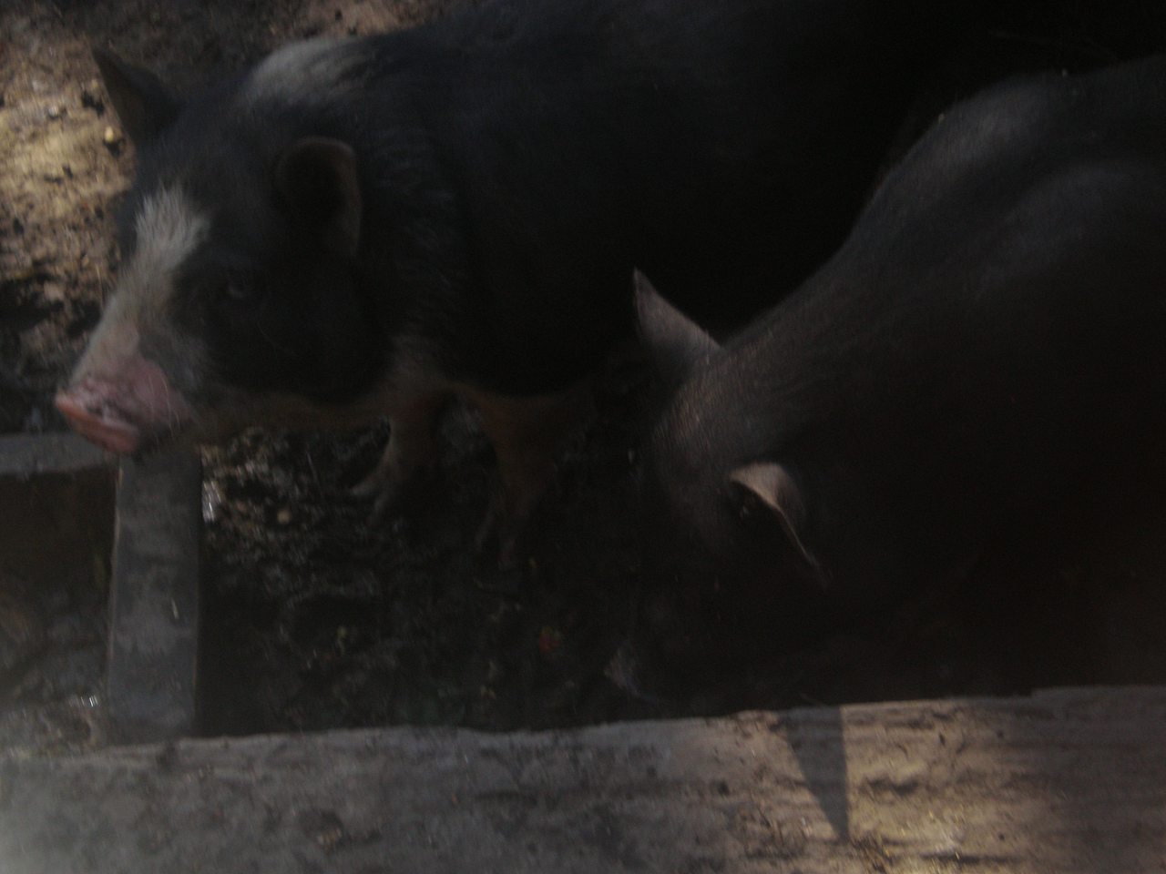 кокое - Кулига