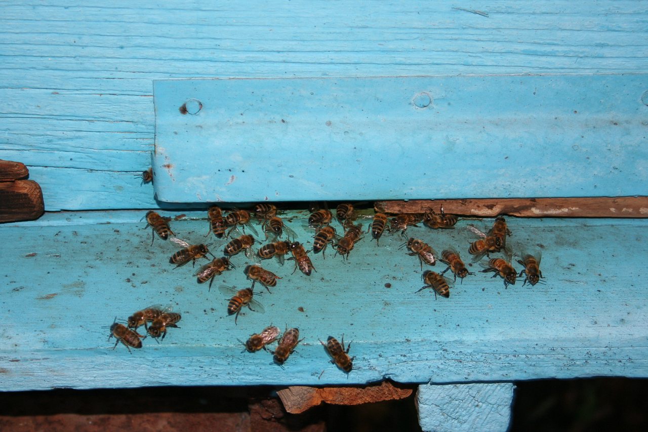 Воробьевка (Ляхово-2008) - Вороб'ївка