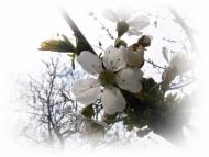 Весняна Владична