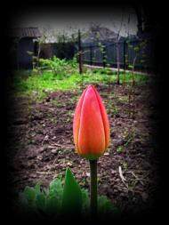 Весняна Владична