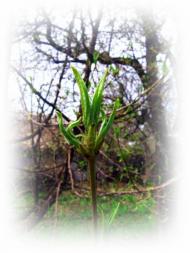 Весняна Владична