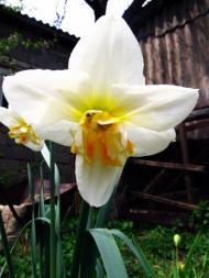 Весняна Владична