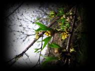 Весняна Владична