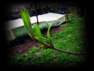 Весняна Владична