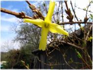 Весняна Владична