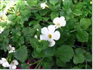 Весняна Владична