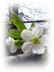 Весняна Владична