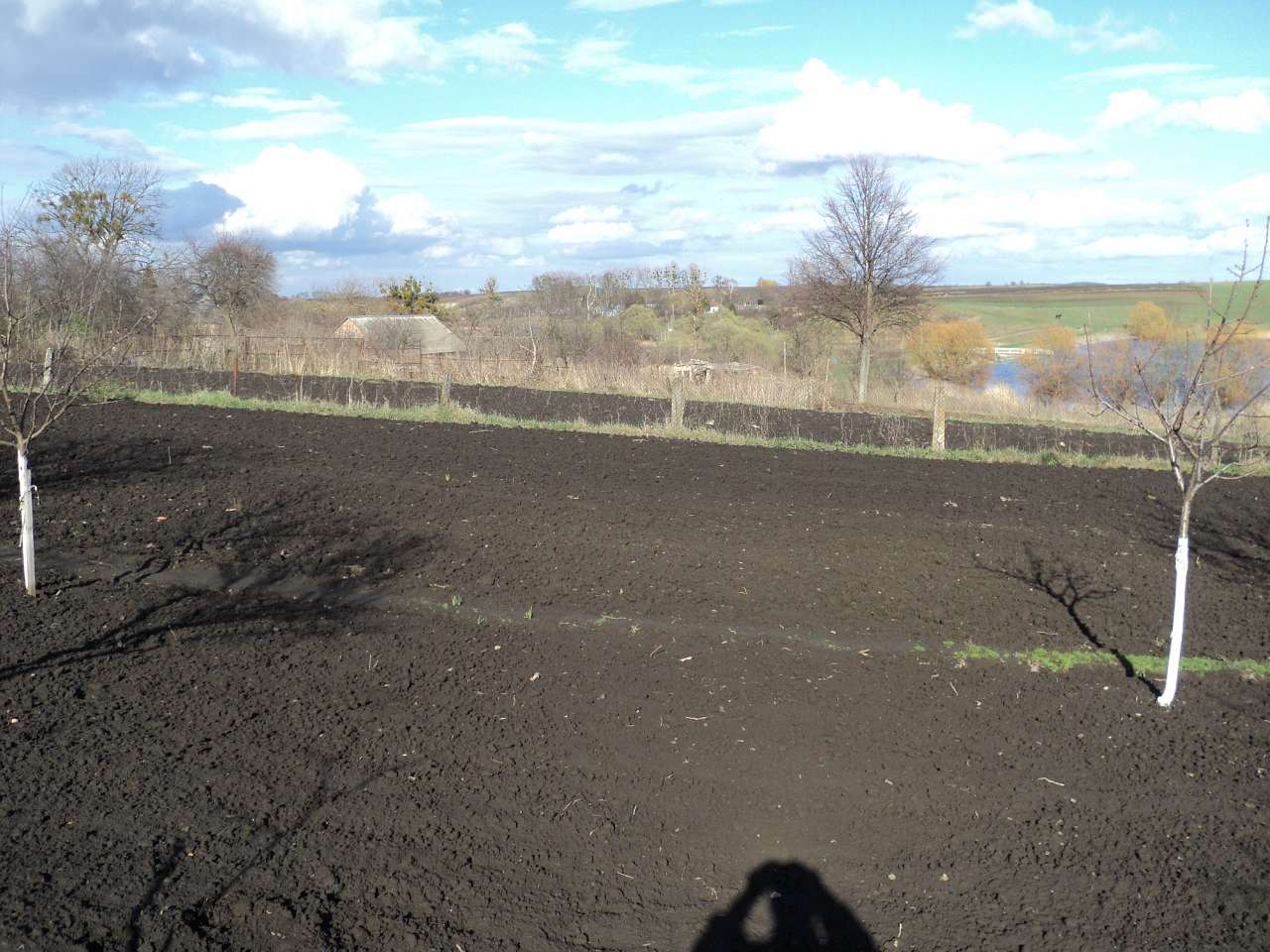 с лебеді - Лебеді