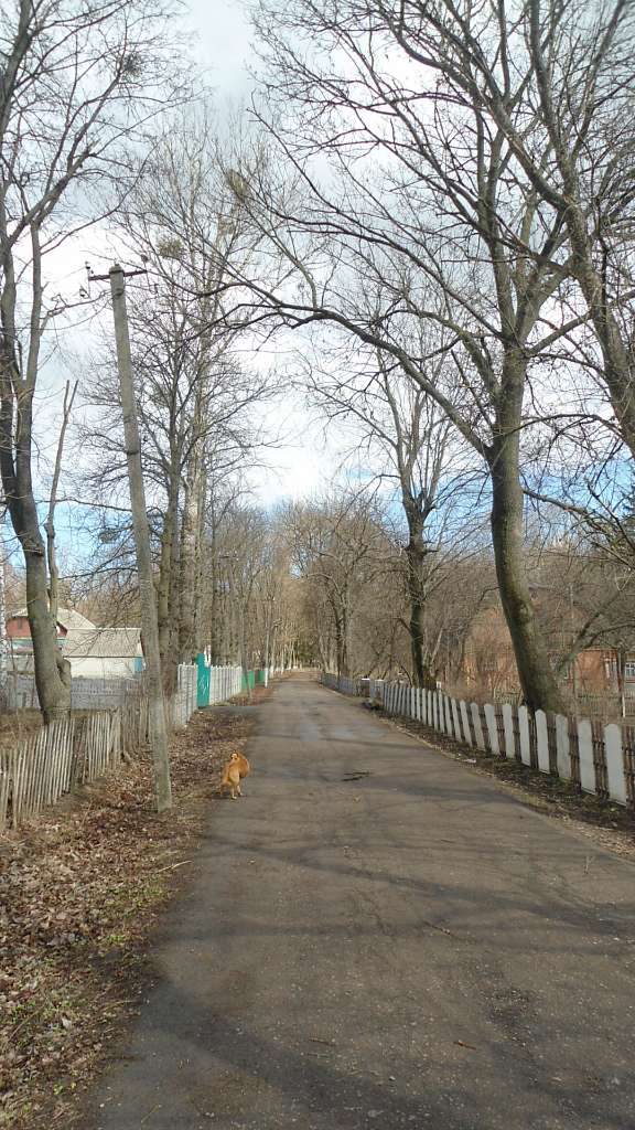 паркова алея поблизу маєтку - Raygorodok
