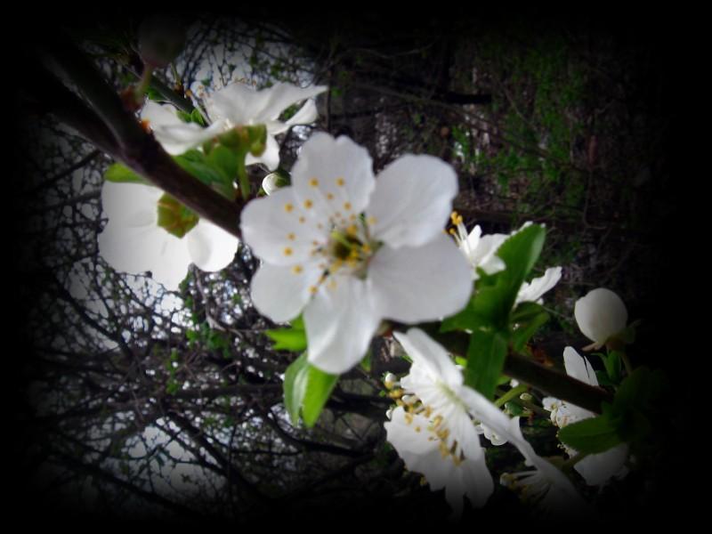 Весняна Владична - Владична