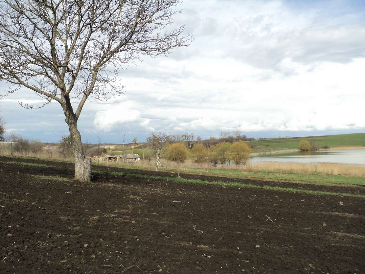 с лебеді - Лебеді