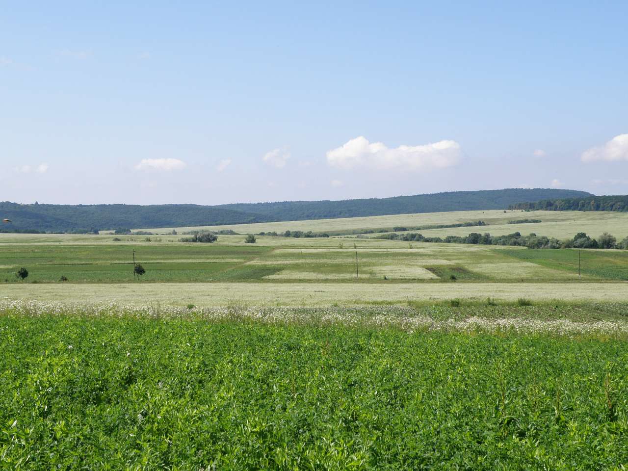 Фото - Чорнівка