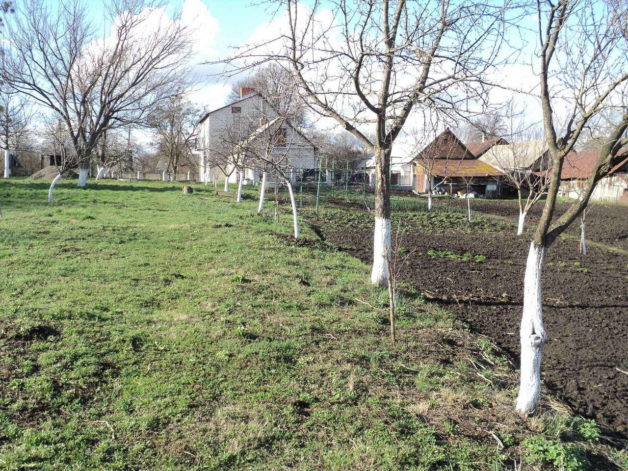 с лебеді - Лебеді