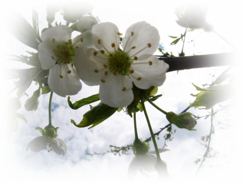 Весняна Владична - Владична