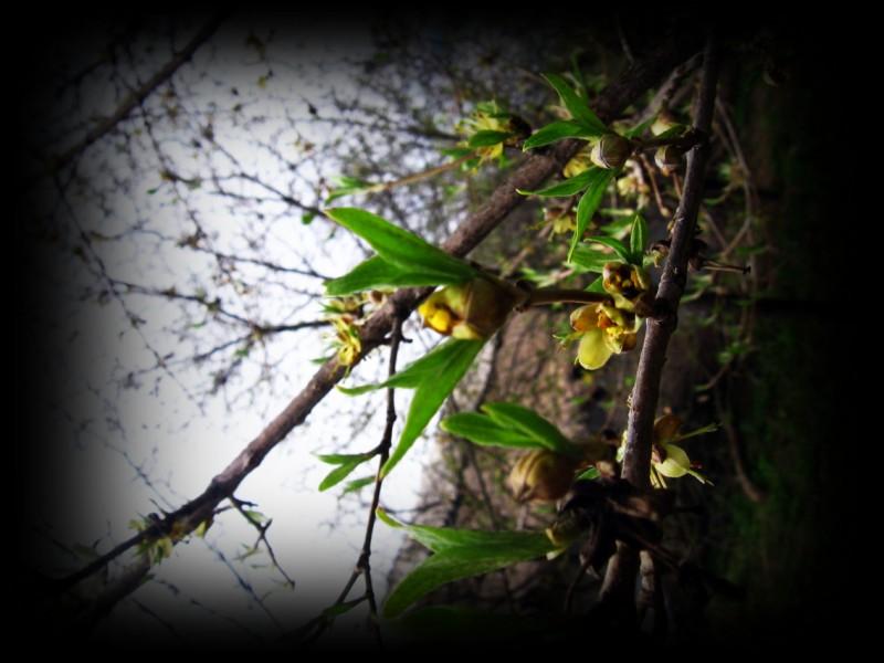 Весняна Владична - Владична