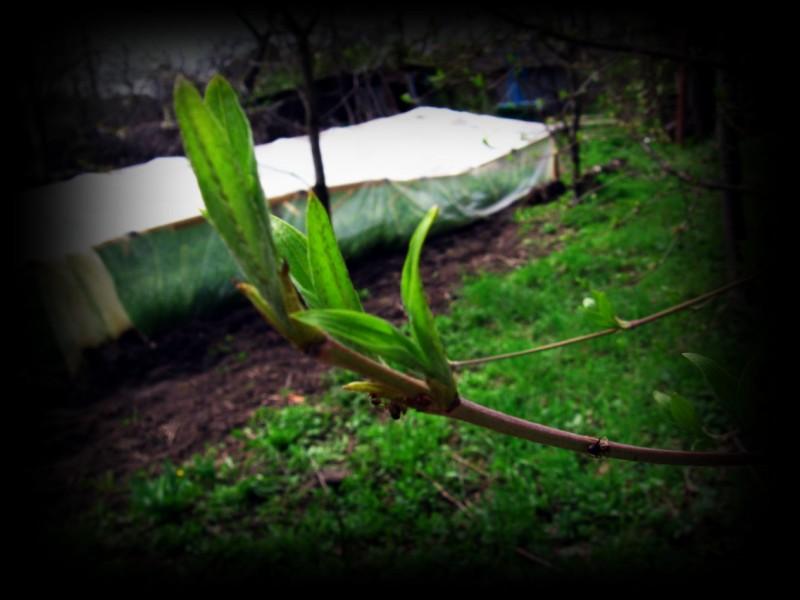 Весняна Владична - Владична