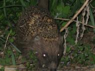 Забілоччя - Останні фото