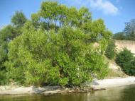 Рацеве,Кременчукське водосховище