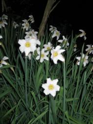 Забілоччя - Останні фото